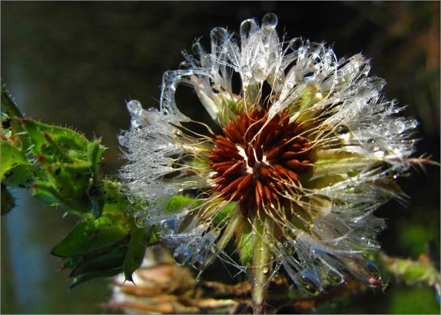 sm 798.jpg - Bristly Ox Tongue (Picris echioides): The rain has flattened the parachute looking seeds on this non native to create a very lovely seed head.